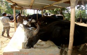 Herd of mithuns seen during the awareness programme on scientific rearing of mithun in Tening village on February 24.