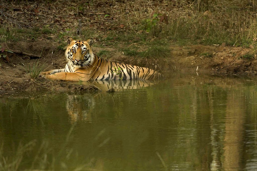 2-Tiger_Photo Kalyan Varma