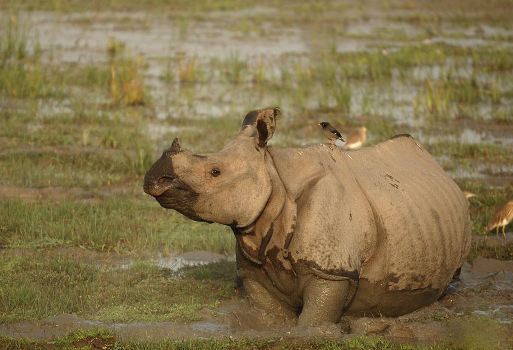3-Indian one horned Rhinoceros_Kaziranga_Photo Kalyan Varma (2)