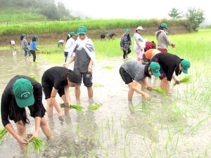 Summer Farm School students transplanting paddy in the wet terrace field