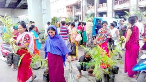 womenfolks collecting tree saplings during a free distribution of saplings as part of observing vanamahotsava in manipur on friday