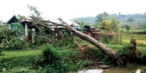 A tree seen fallen after a storm in Medziphema.