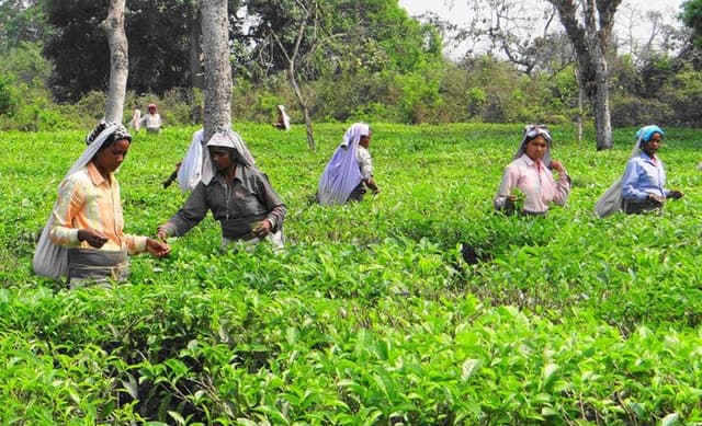 Assam Budget: Planters, traders say subsidy, incentive proposals to boost tea sector