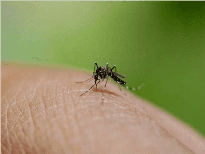 Vector-borne diseases decline sharply in Dimapur; no cases so far in 2026