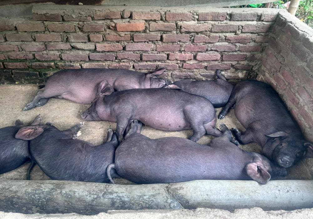 DC Kohima issues African Swine Fever containment order