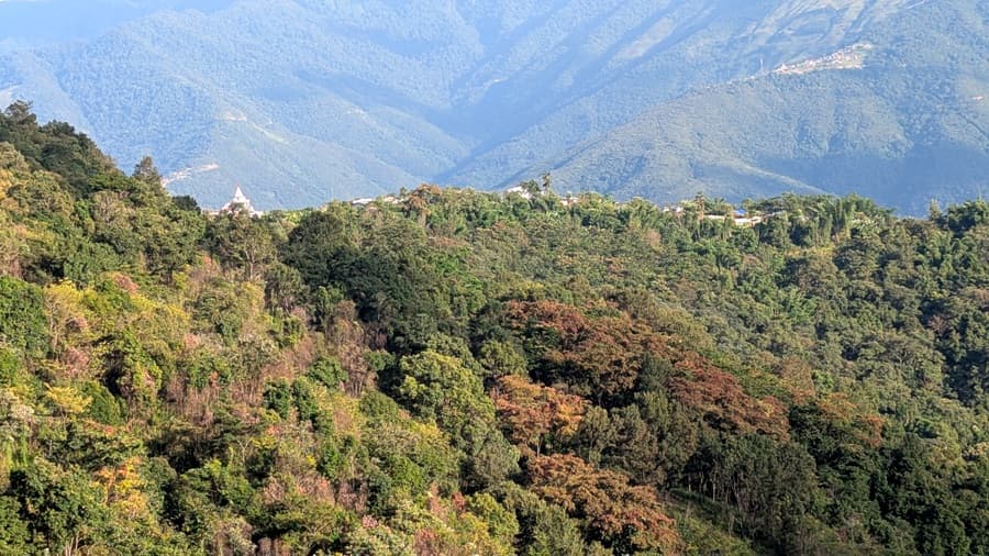 Mountains to Mangroves: Nagaland’s REDD+ pilot takes root