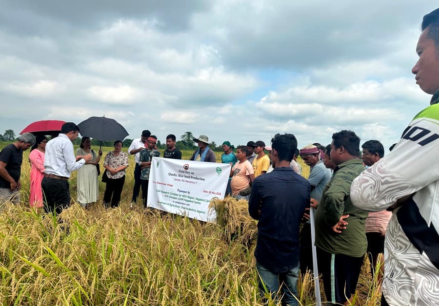 ICAR Research Complex for NEH Region Nagaland organises field day on quality rice seed production