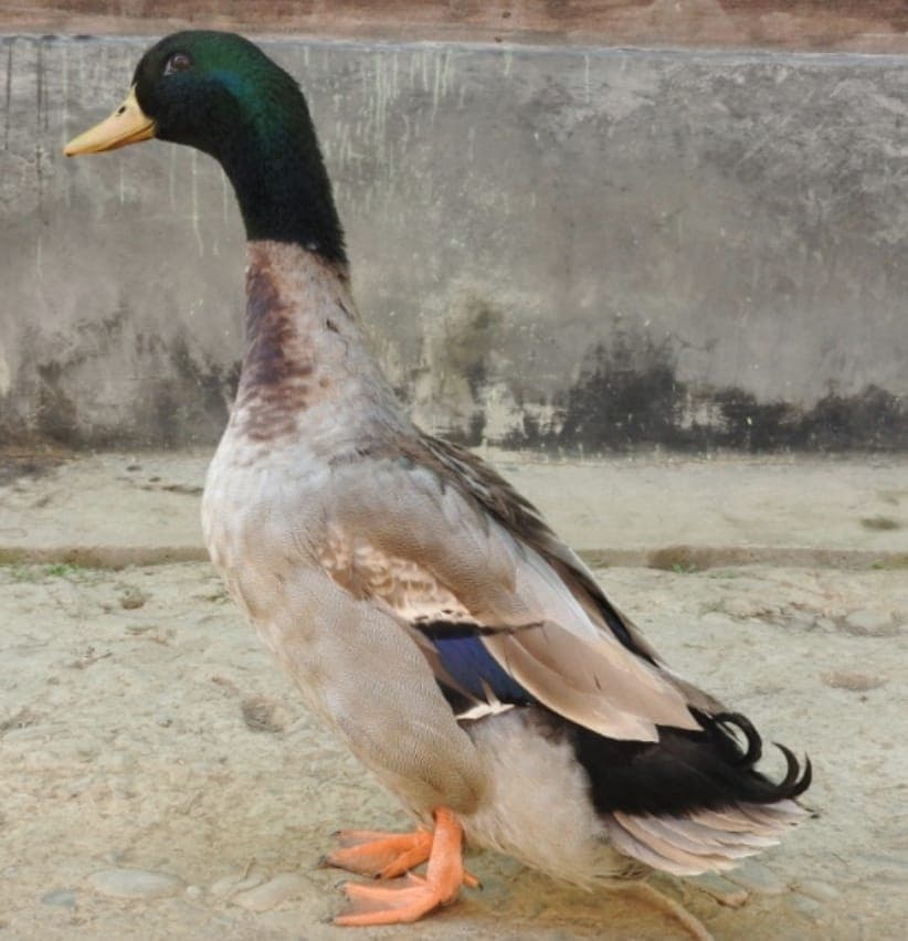 MANIPUR DUCK