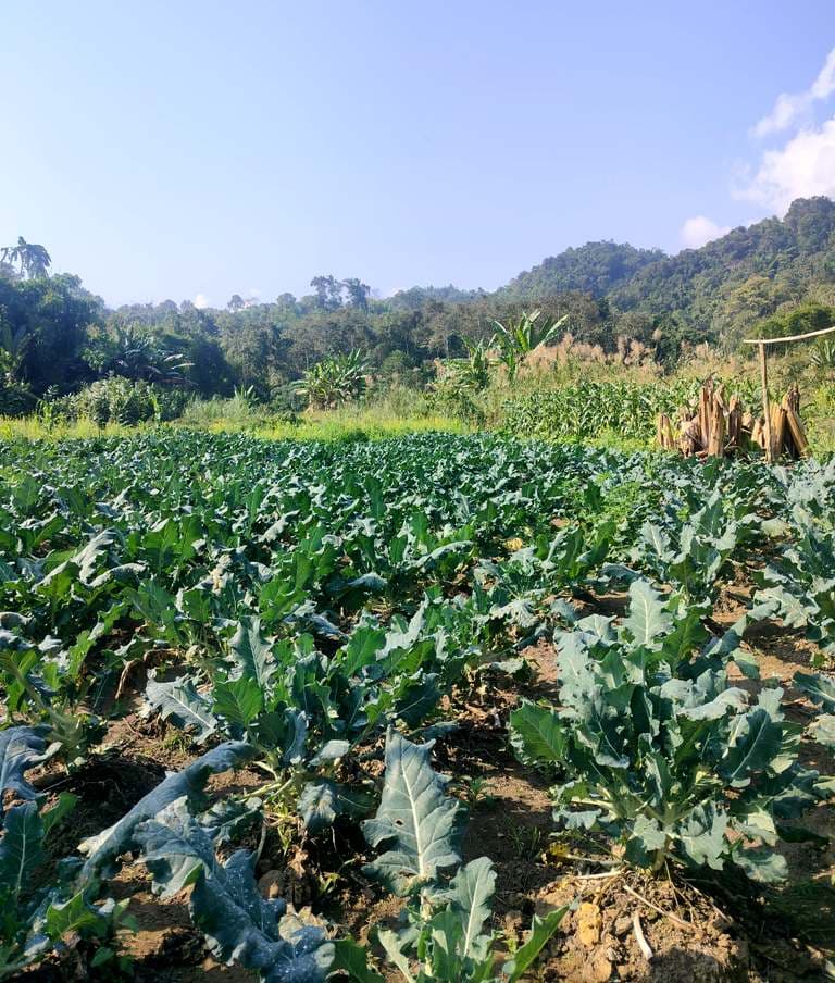 Mangmetong farmer Imnatoshi thrives on organic farming