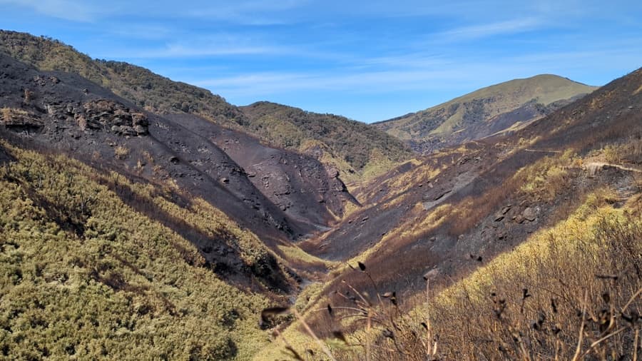 Southern Dzükou fire under control, fresh flare-ups reported