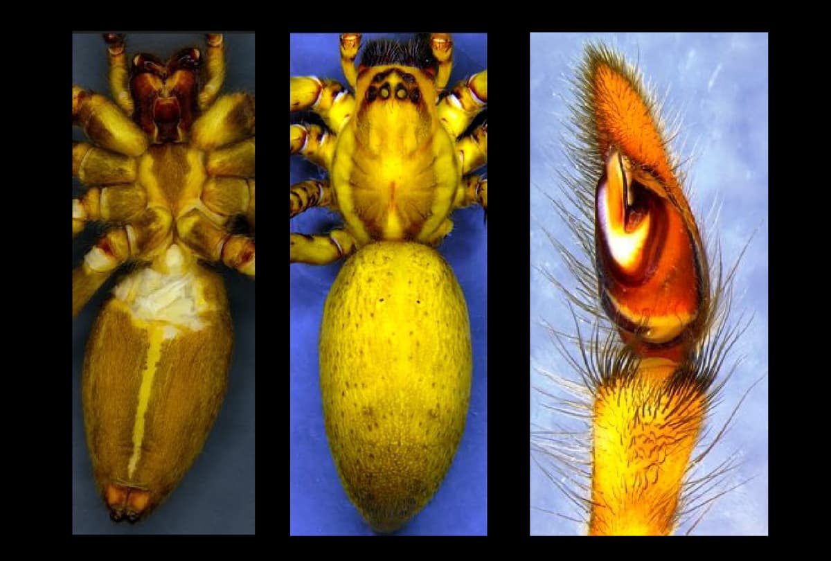 In Nagaland’s forests, two new spider species spin a scientific surprise