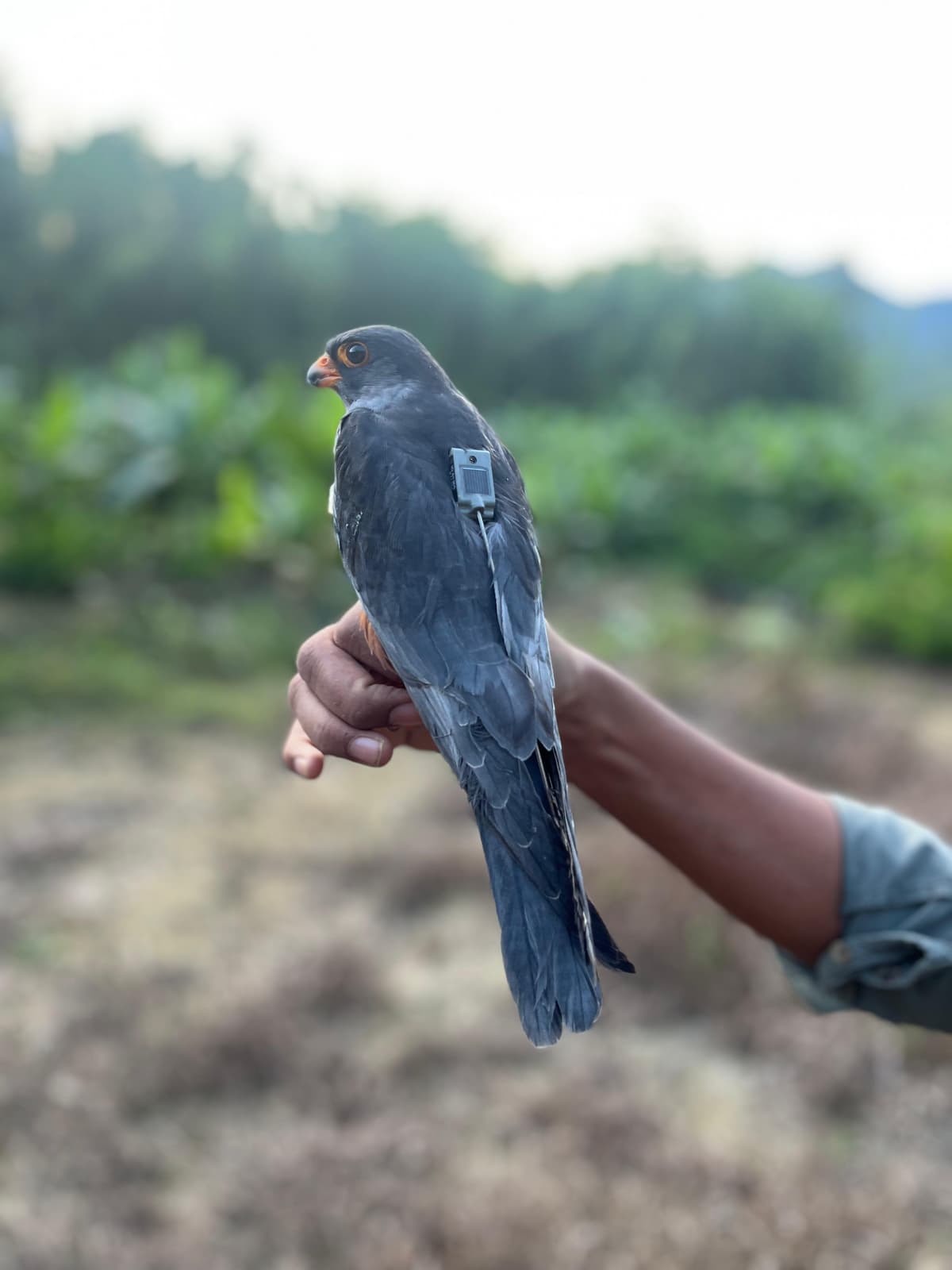 Tamenglong-tagged falcon crosses Arabian Sea