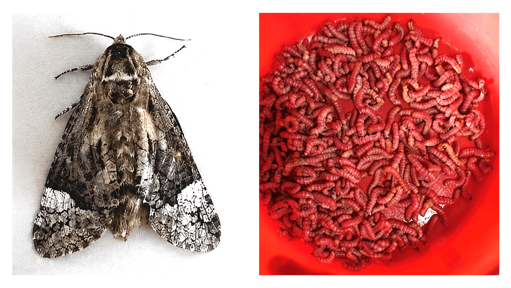 Edible insect Lünyi may hold clues to future antibiotics, Nagaland University study finds