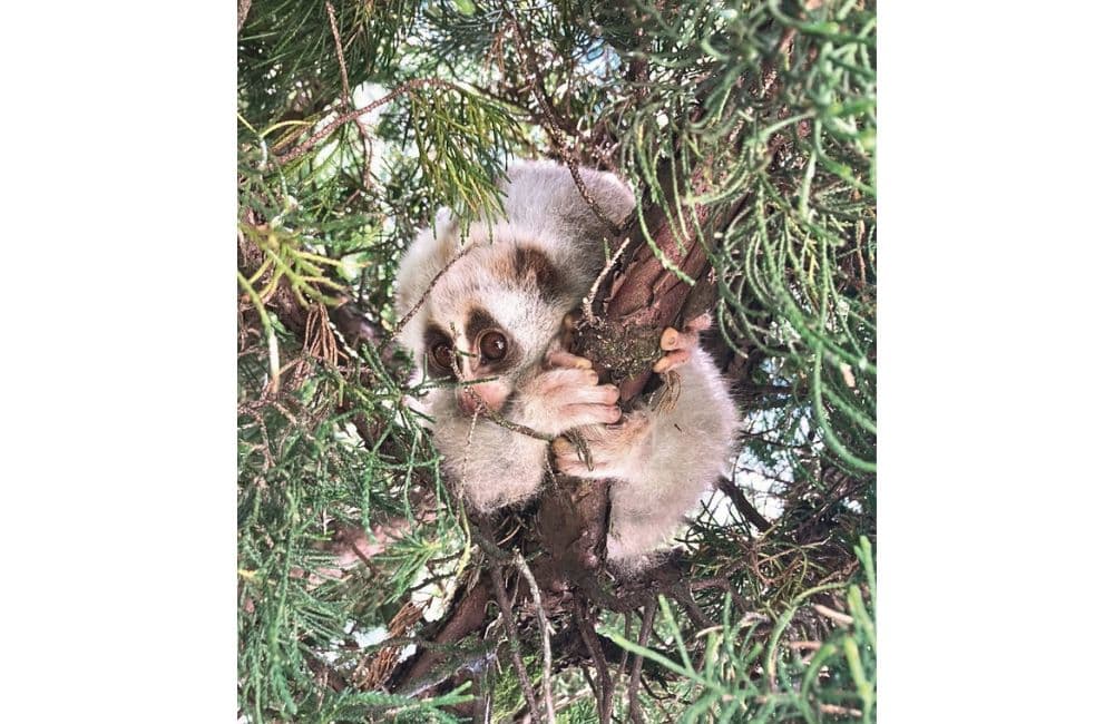 Rescued Slow Loris released at Sukhai Biodiversity Conservation Area in Zunheboto