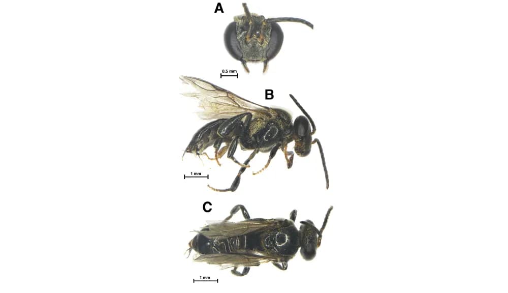 Nagaland: Researchers discover India's largest stingless bee in Wokha