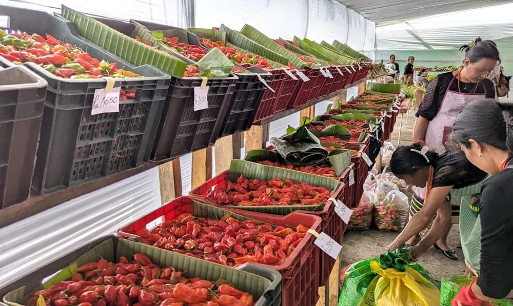 Seiyhama hosts 4th Organic Naga King Chilli Festival