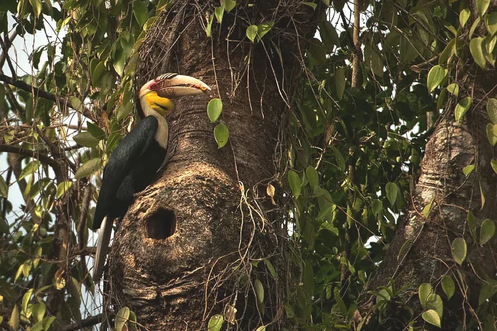 Help map Nagaland’s hornbills: Conservation forum seeks sightings, nesting sites