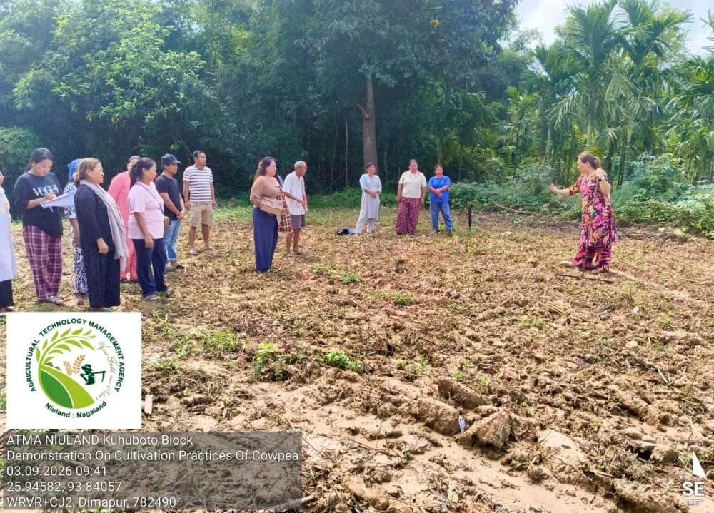 KVK Dimapur conducts pulse cultivation training at Luzheto