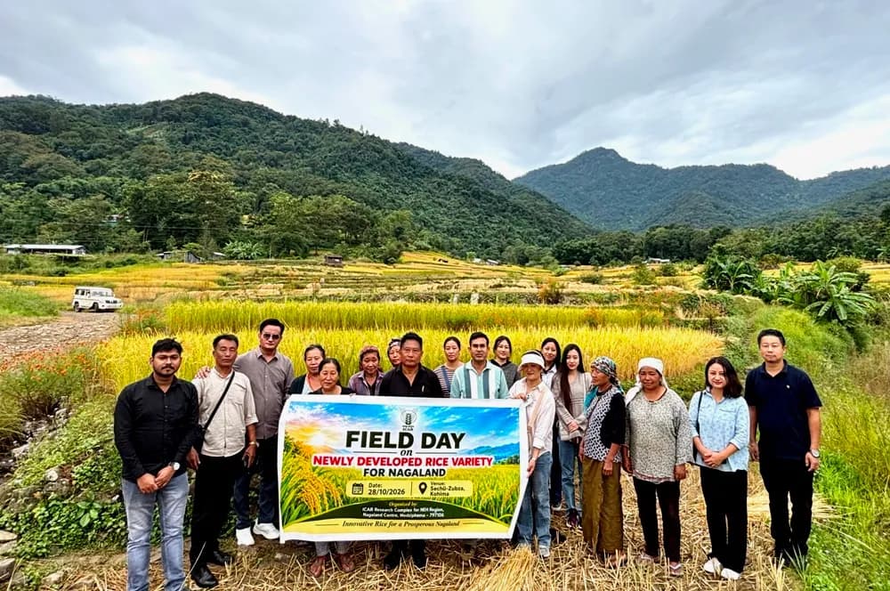 New rice varieties promise 30-40% higher yields in Nagaland