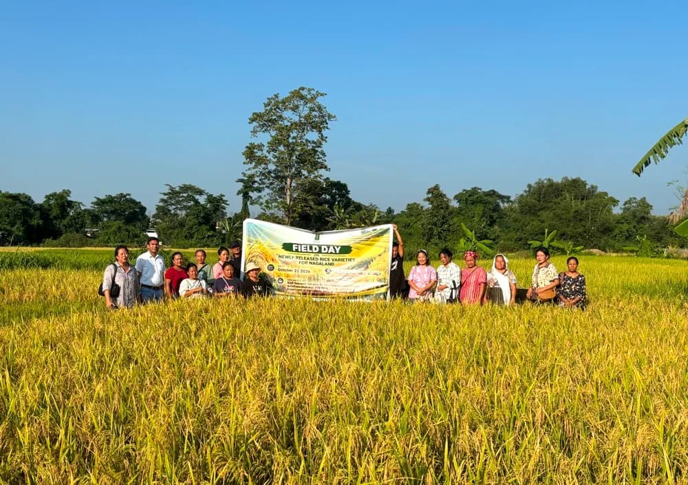 New rice variety Hornbill Gold 308 shows high yield