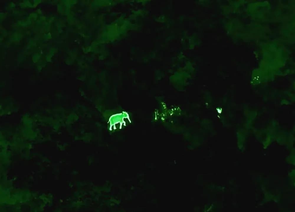 Thermal drone tracks 8–10 wild elephants in Wokha